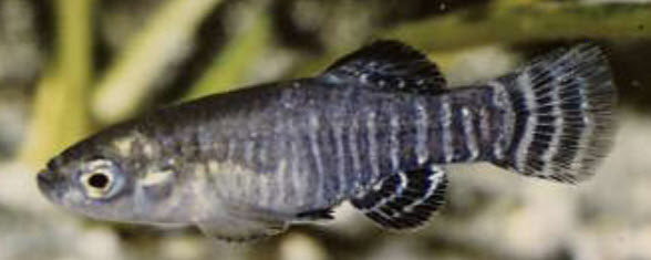 Aphanius iberus_02-macho.jpg